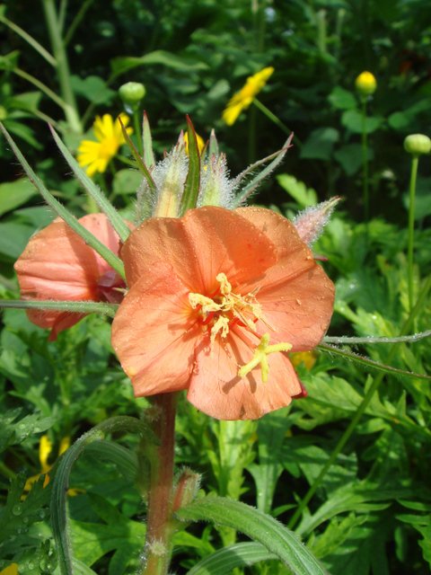 Oenothera versicolor fleur